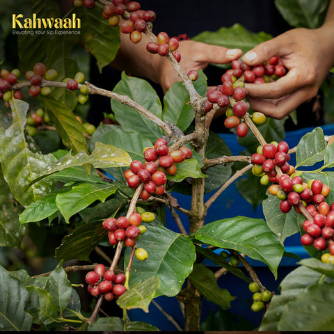 Kahwaah Premium Arabica Coffee Beans